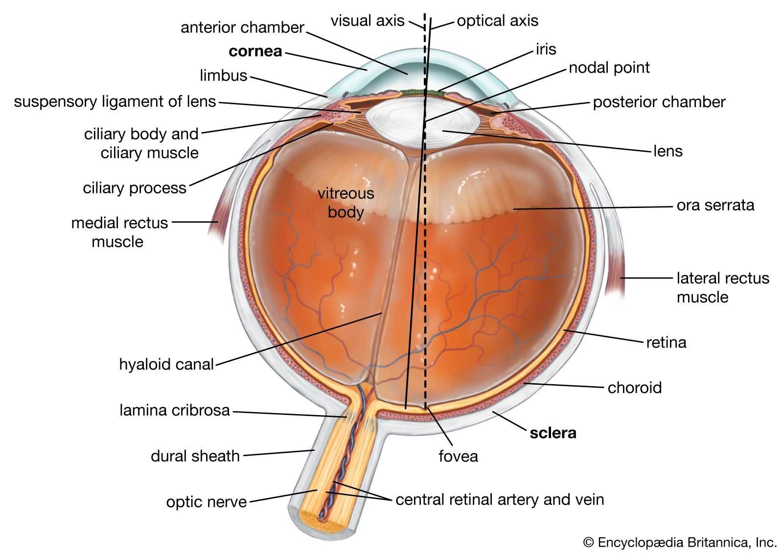 parts of the eye diagram and functions