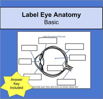 parts of the eye diagram worksheet