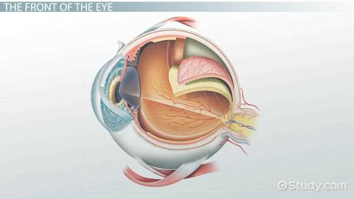 parts of the eye diagram worksheet