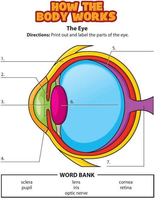 parts of the eye diagram