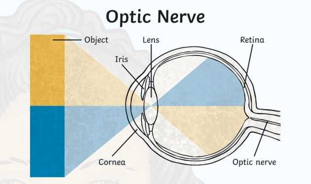 parts of the eyeball diagram