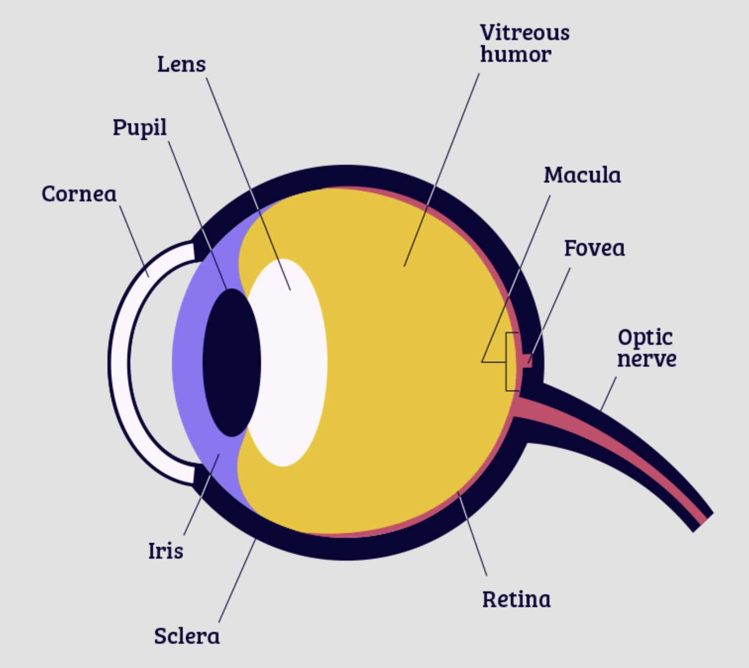 parts of the eyeball diagram