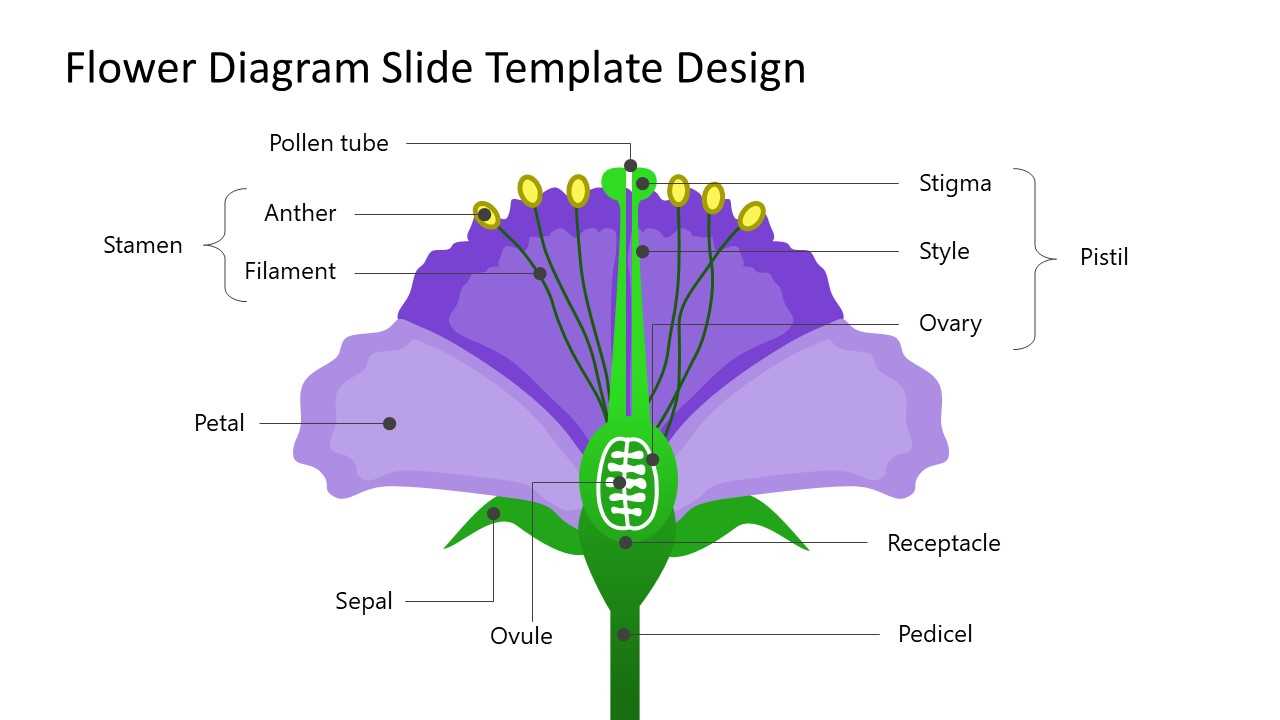 parts of the flower diagram