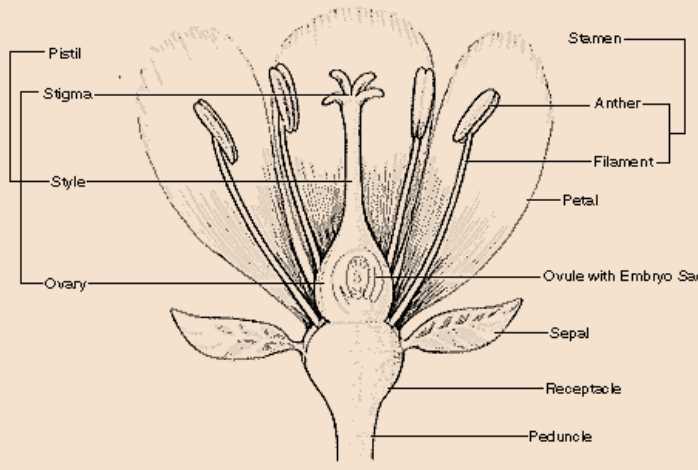 parts of the flower diagram