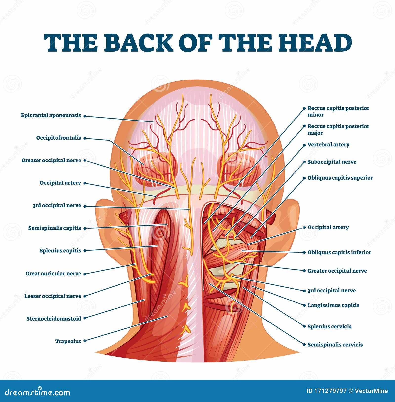 parts of the head diagram