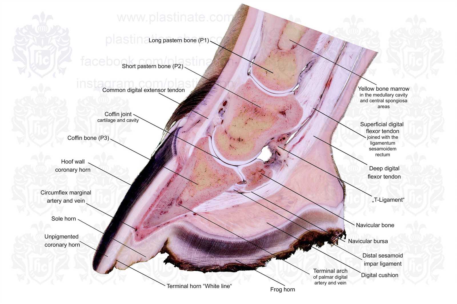 parts of the horse hoof diagram