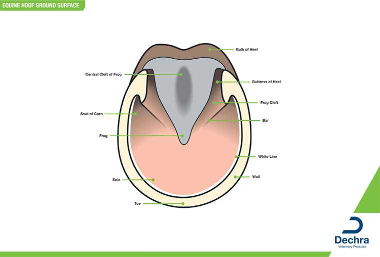 parts of the horse hoof diagram