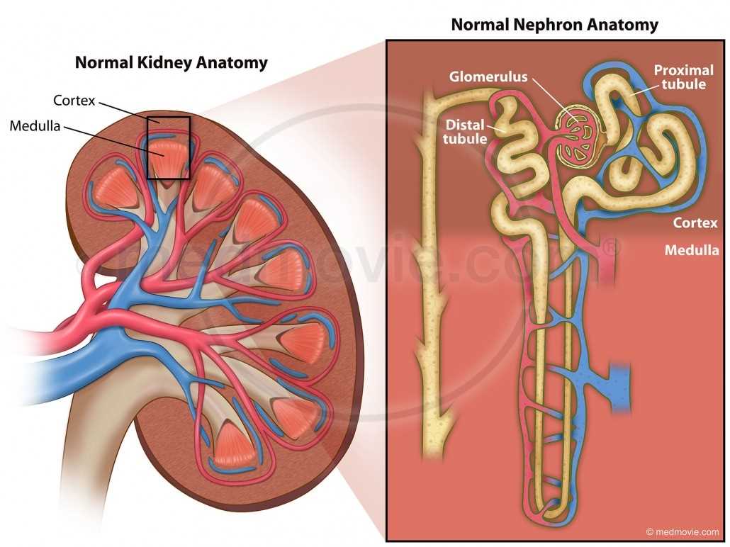 parts of the kidney diagram