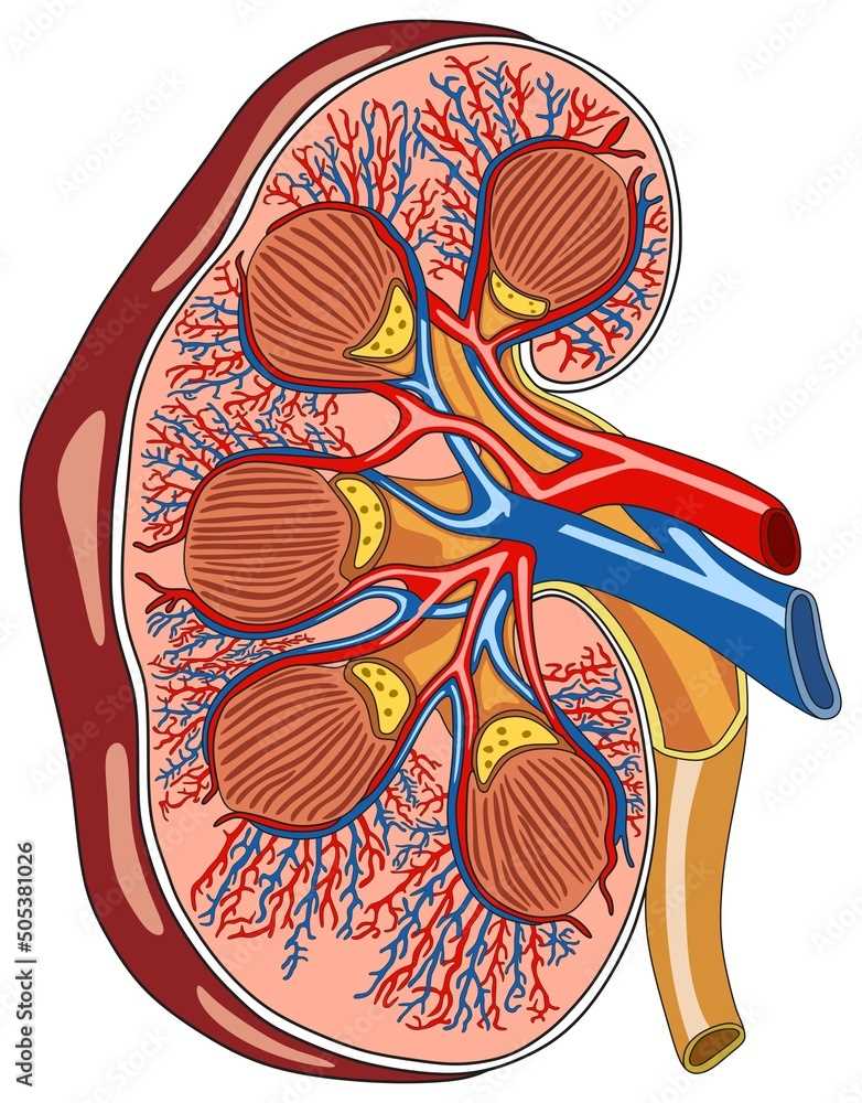 parts of the kidney diagram