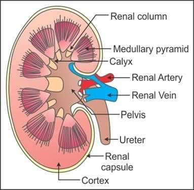 parts of the kidney diagram