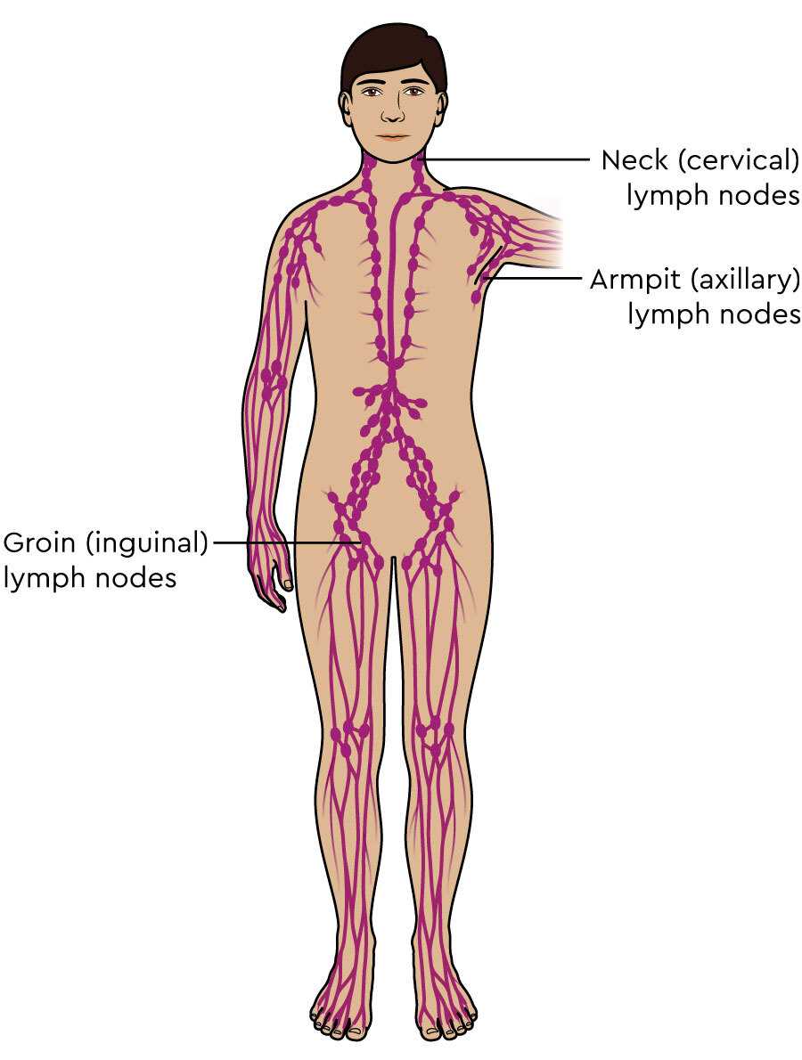 parts of the lymphatic system diagram