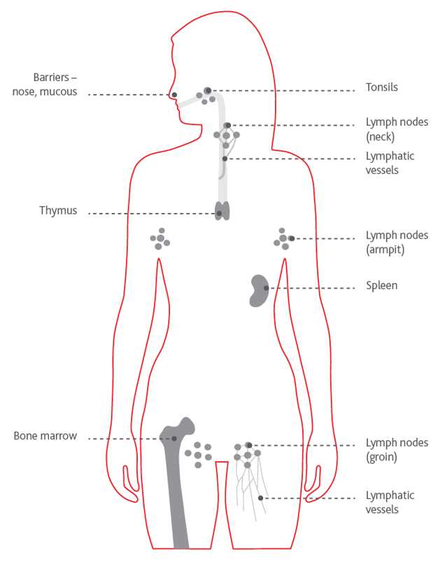 parts of the lymphatic system diagram