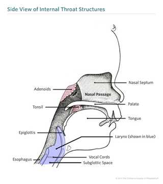 parts of the mouth and throat diagram