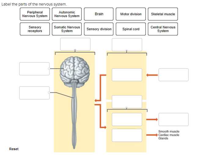 parts of the nervous system diagram