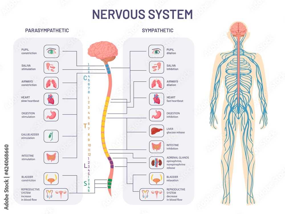 parts of the nervous system diagram