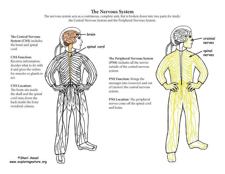 parts of the nervous system diagram