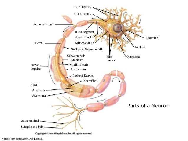 parts of the neuron diagram