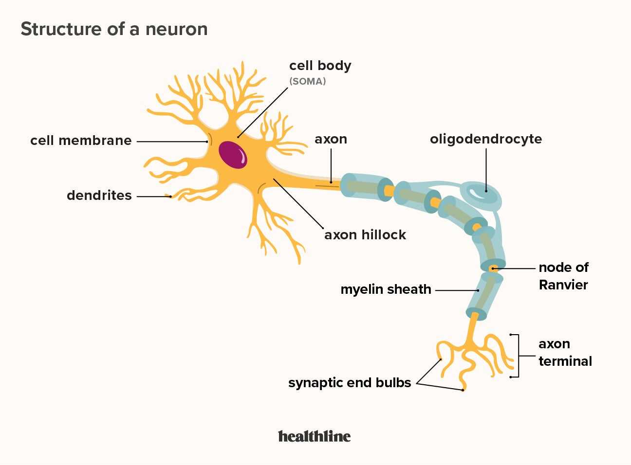 parts of the neuron diagram