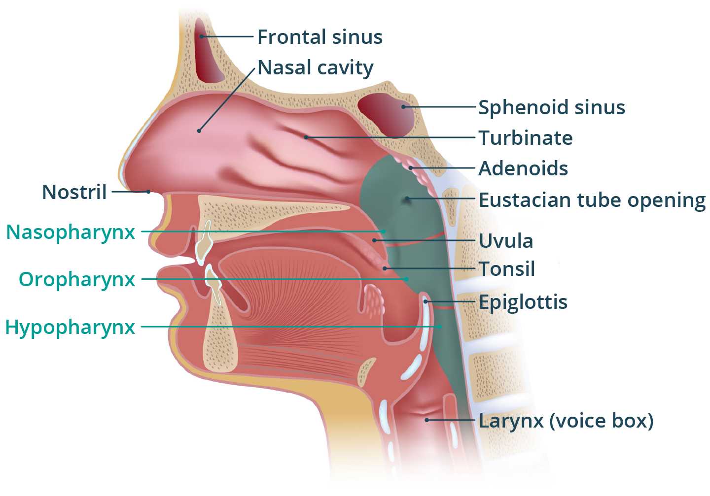 parts of the nose diagram