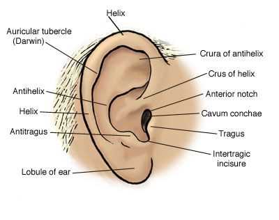 parts of the outer ear diagram