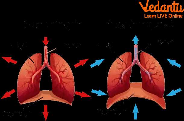 parts of the respiratory system diagram