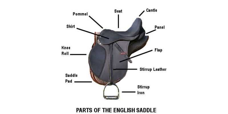 parts of the saddle diagram