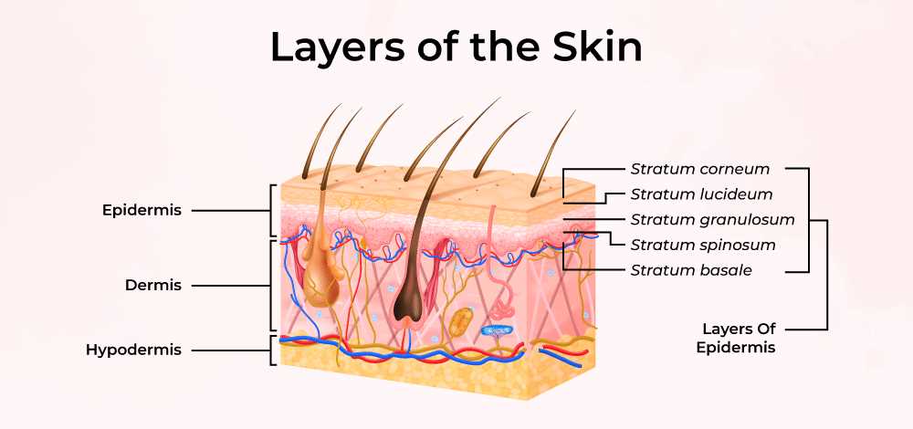 parts of the skin diagram