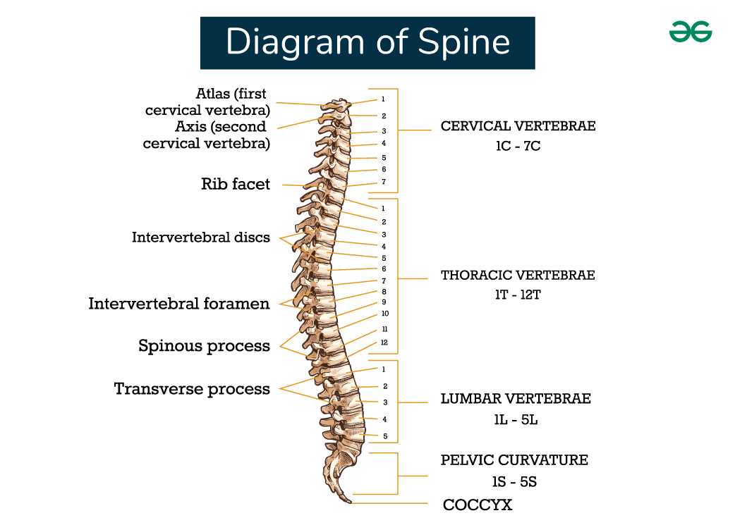 parts of the spine diagram