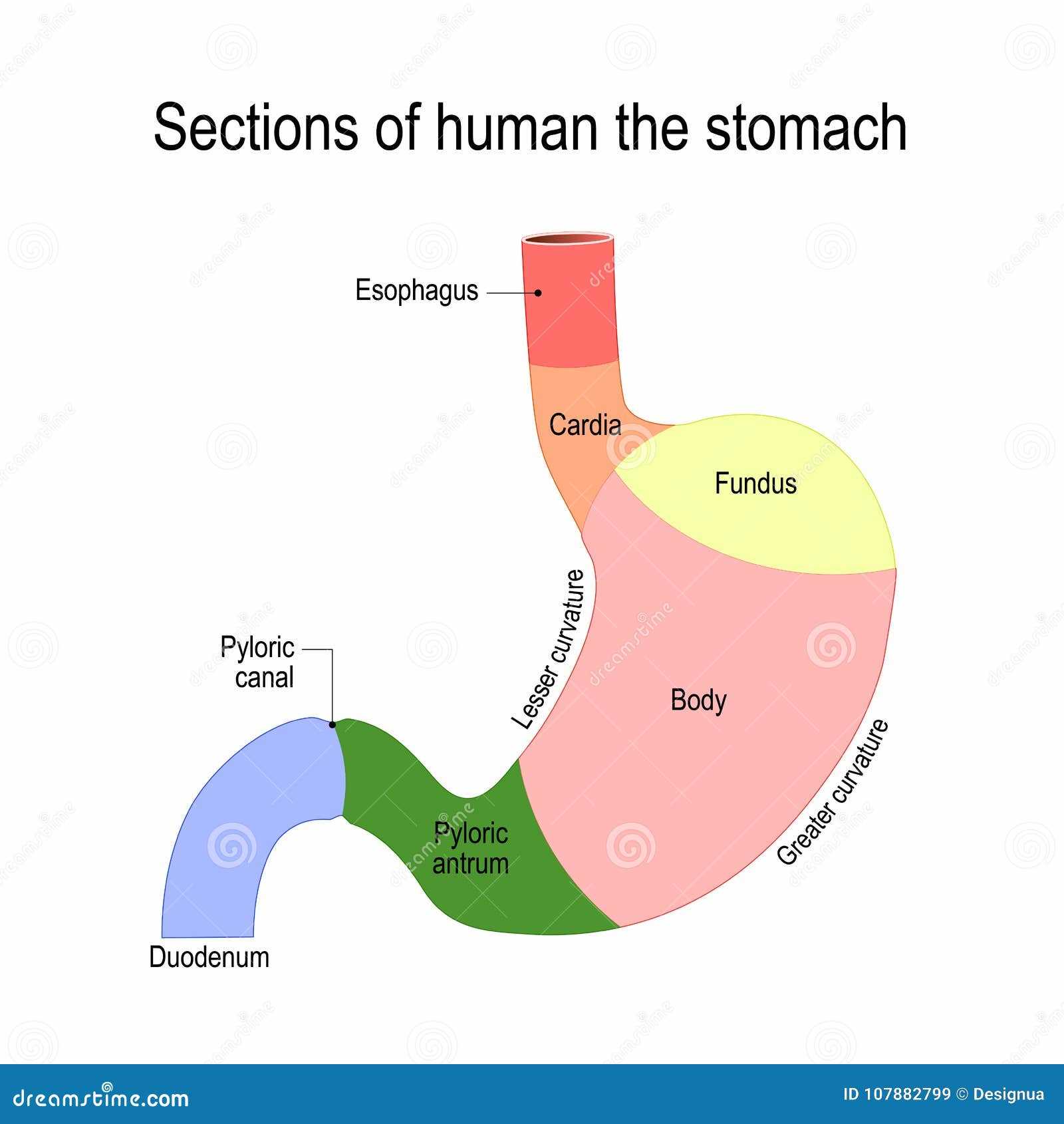 parts of the stomach diagram