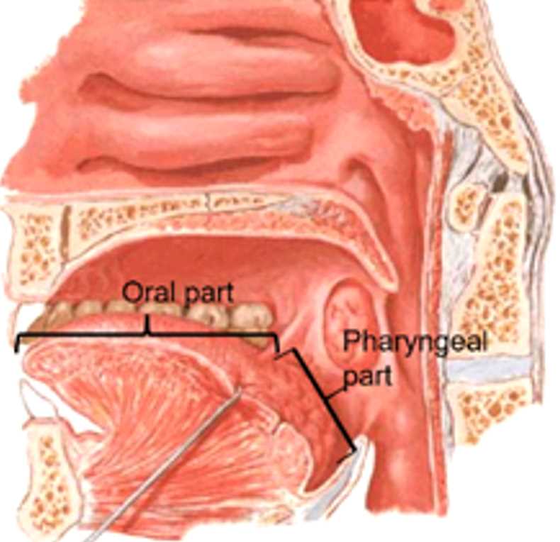 parts of the tongue diagram