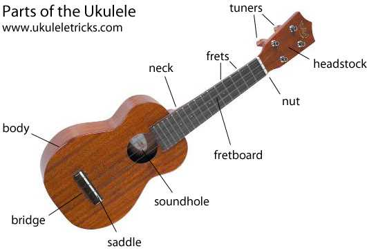 parts of the ukulele diagram