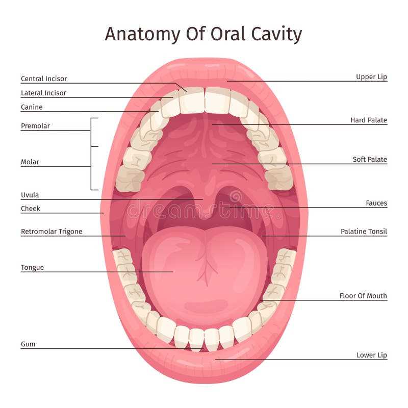 parts of tongue diagram