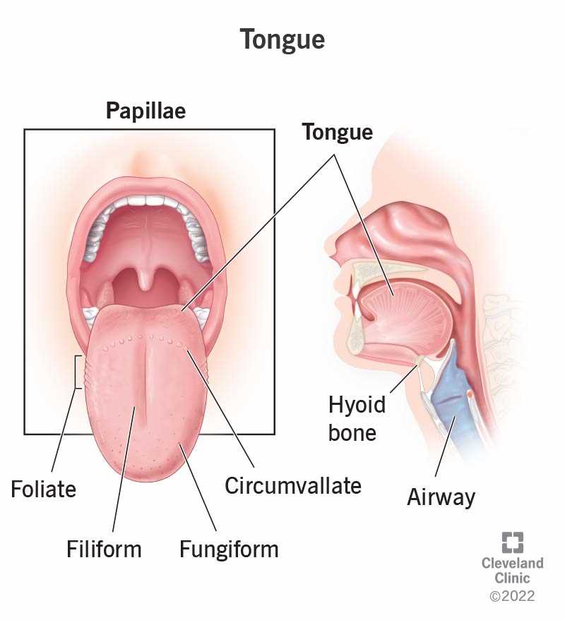 parts of tongue diagram