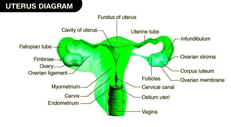 parts of uterus diagram