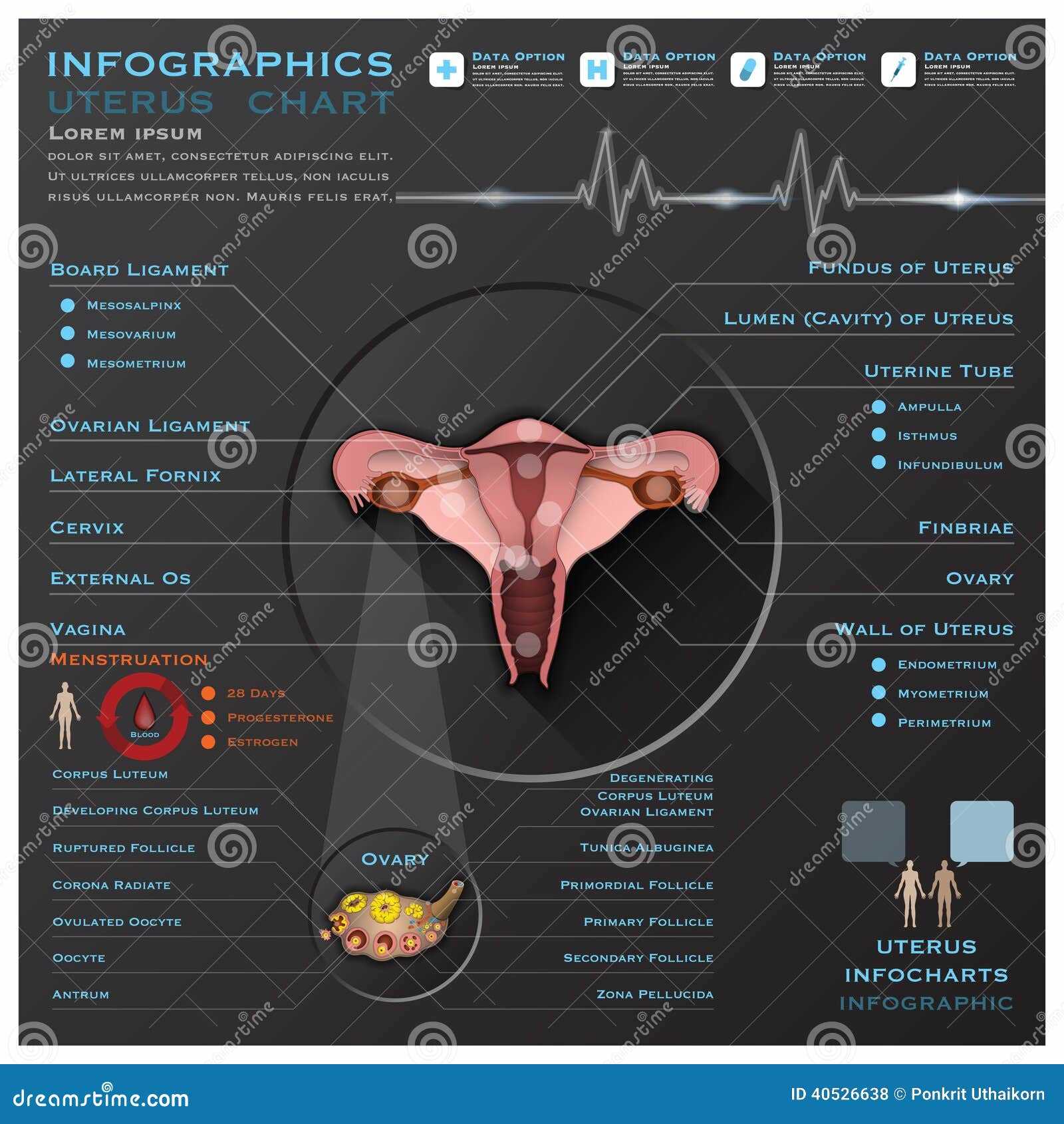 parts of uterus diagram