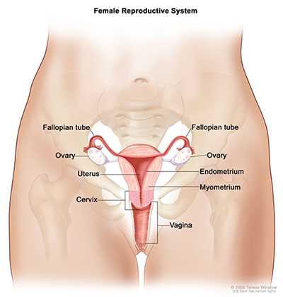 parts of uterus diagram