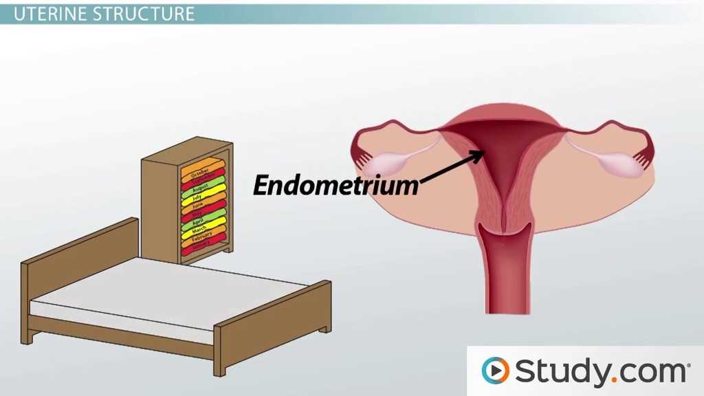 parts of uterus diagram