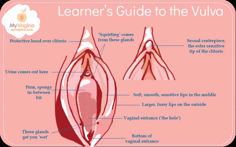 parts of vulva diagram