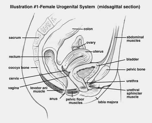 parts of vulva diagram