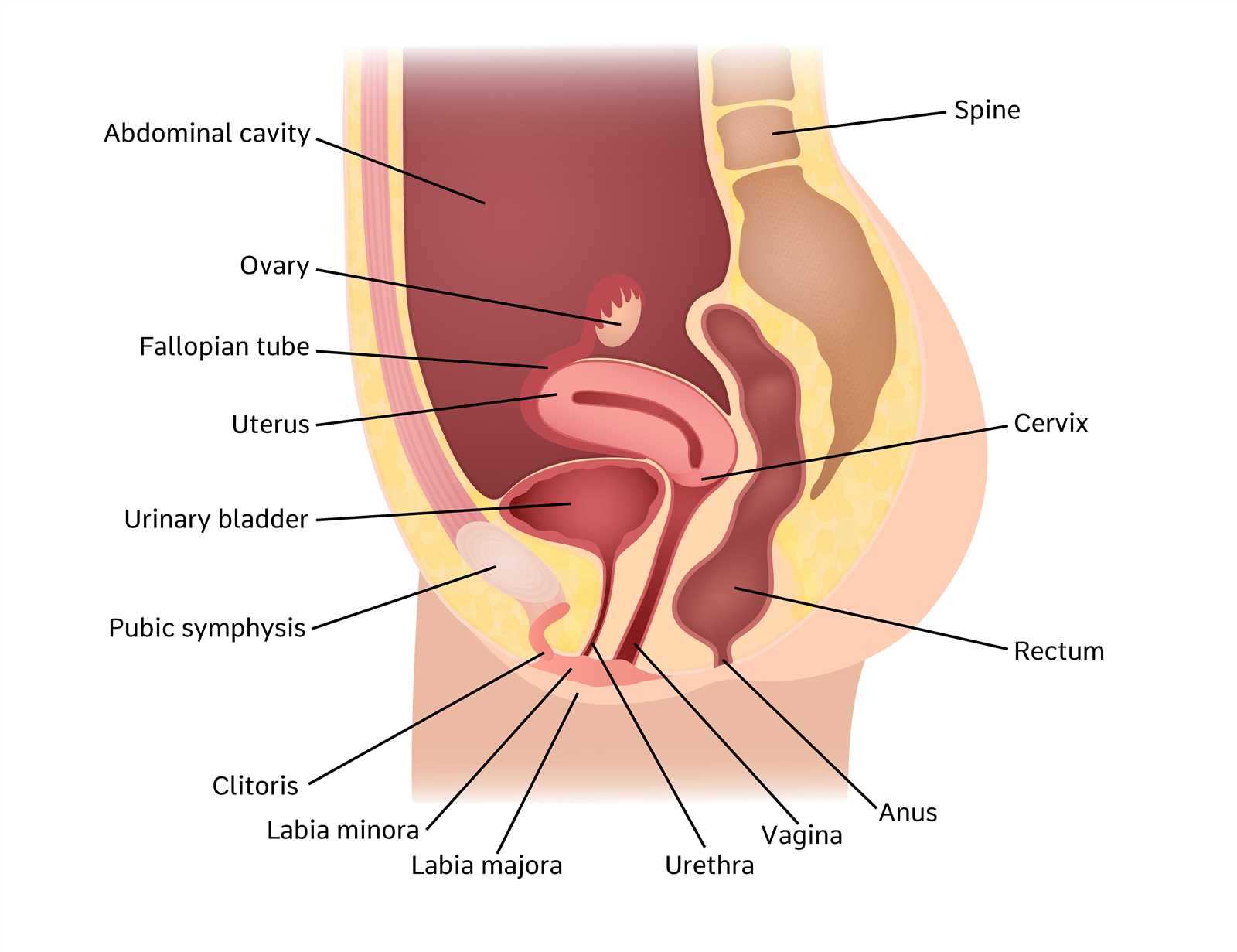 parts of vulva diagram