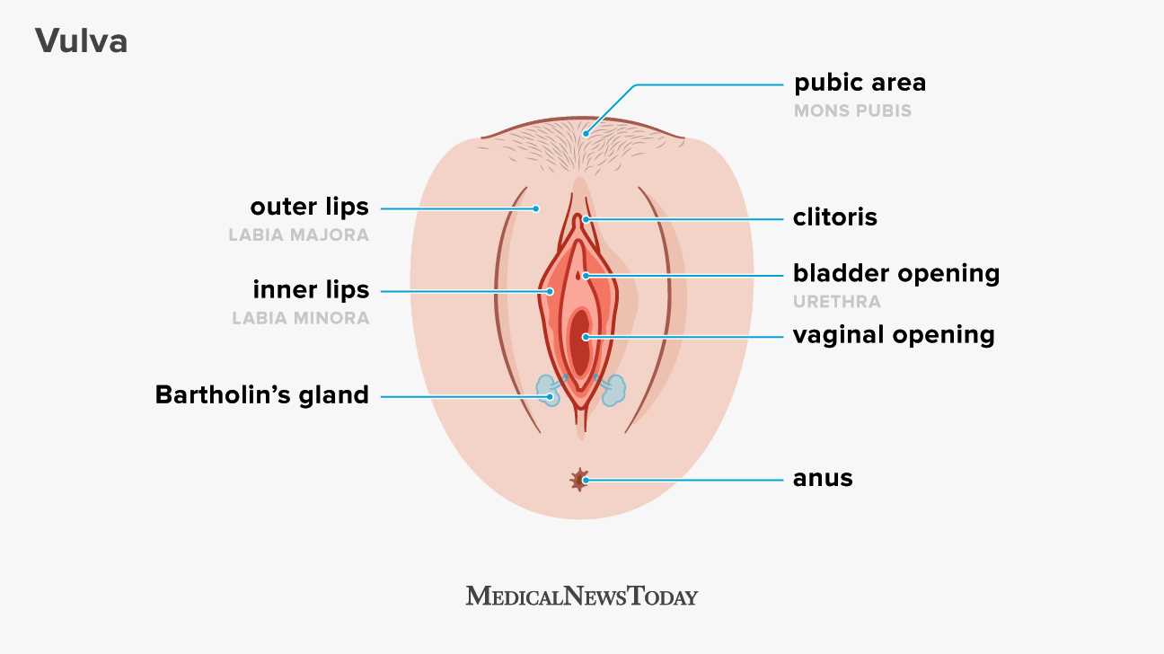 parts of vulva diagram