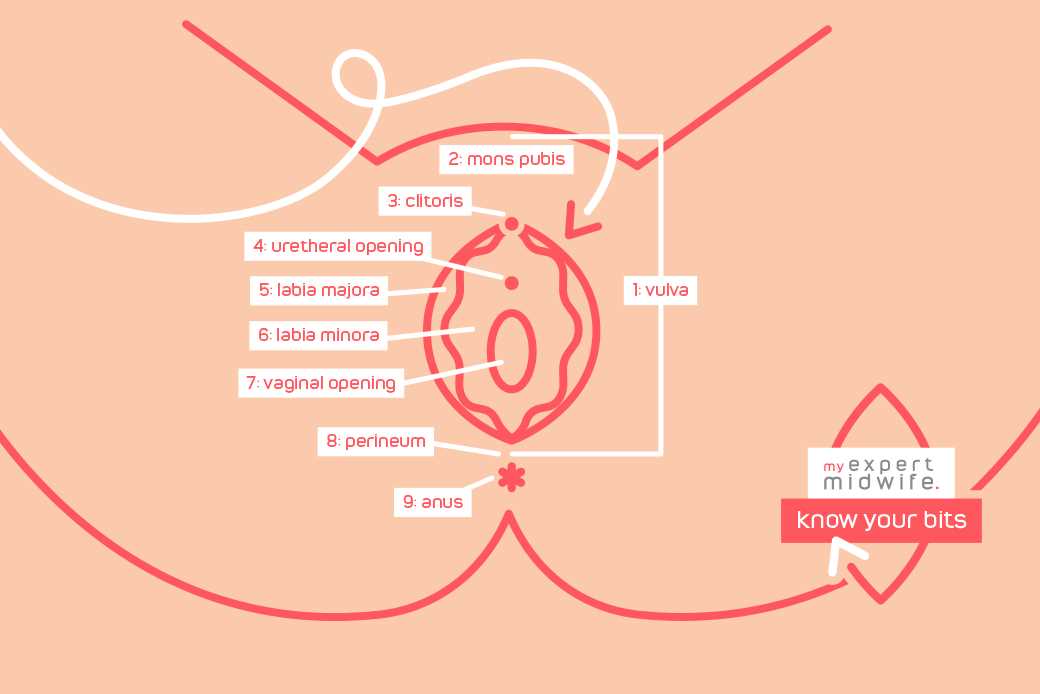 parts of vulva diagram