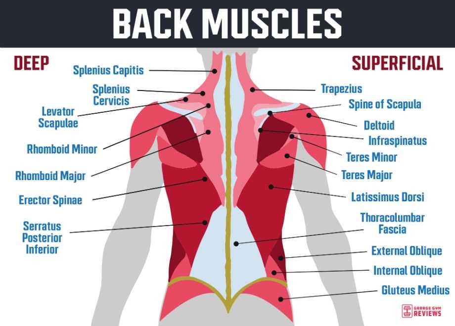 parts of your back diagram