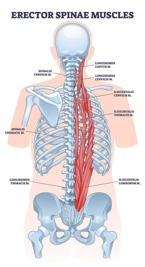 parts of your back diagram