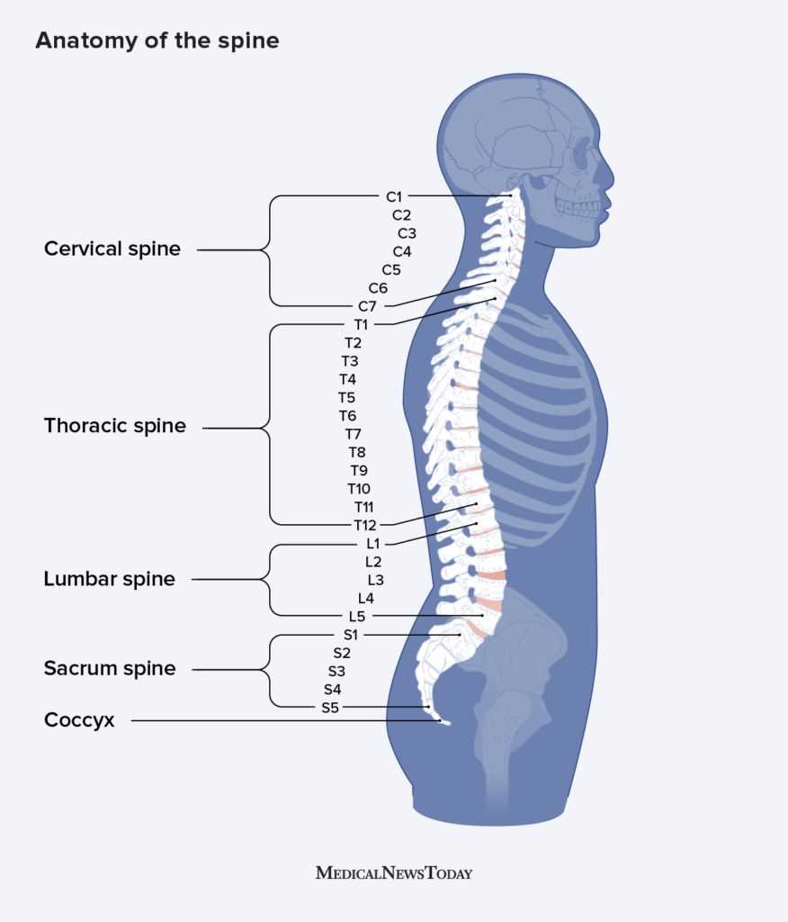 parts of your back diagram