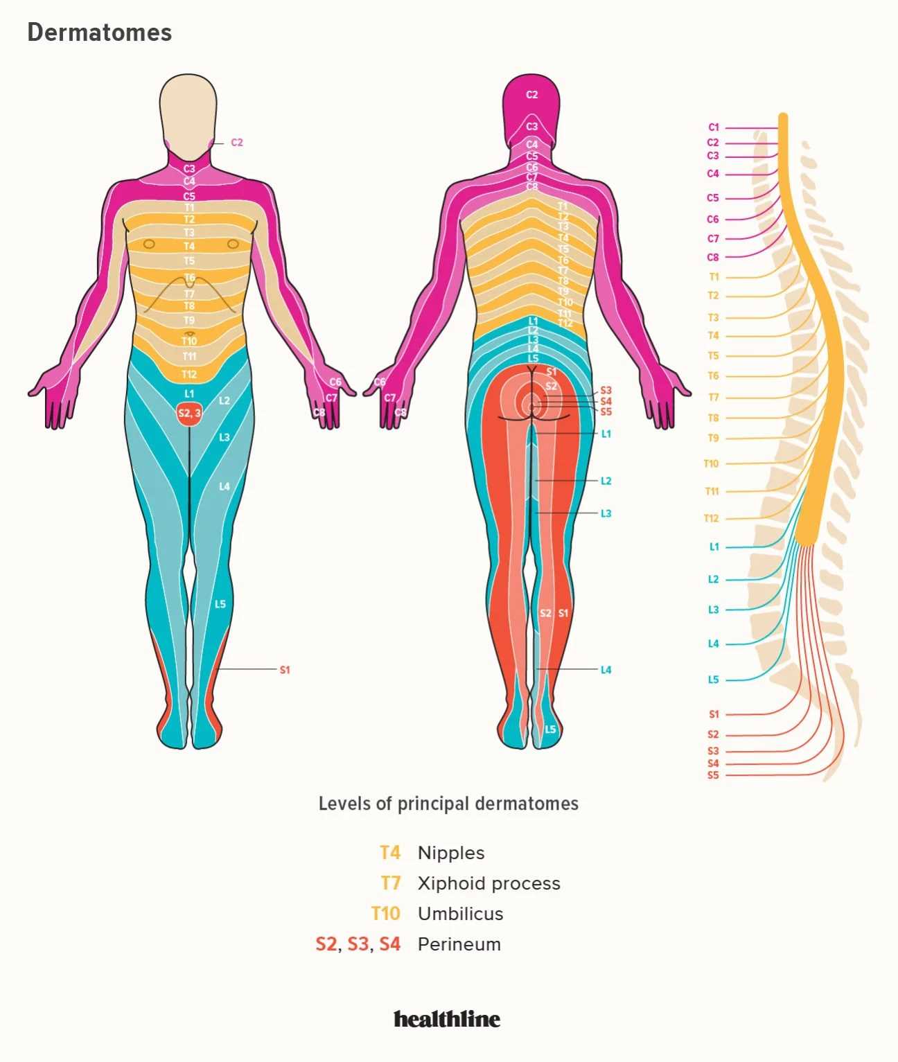 parts of your back diagram