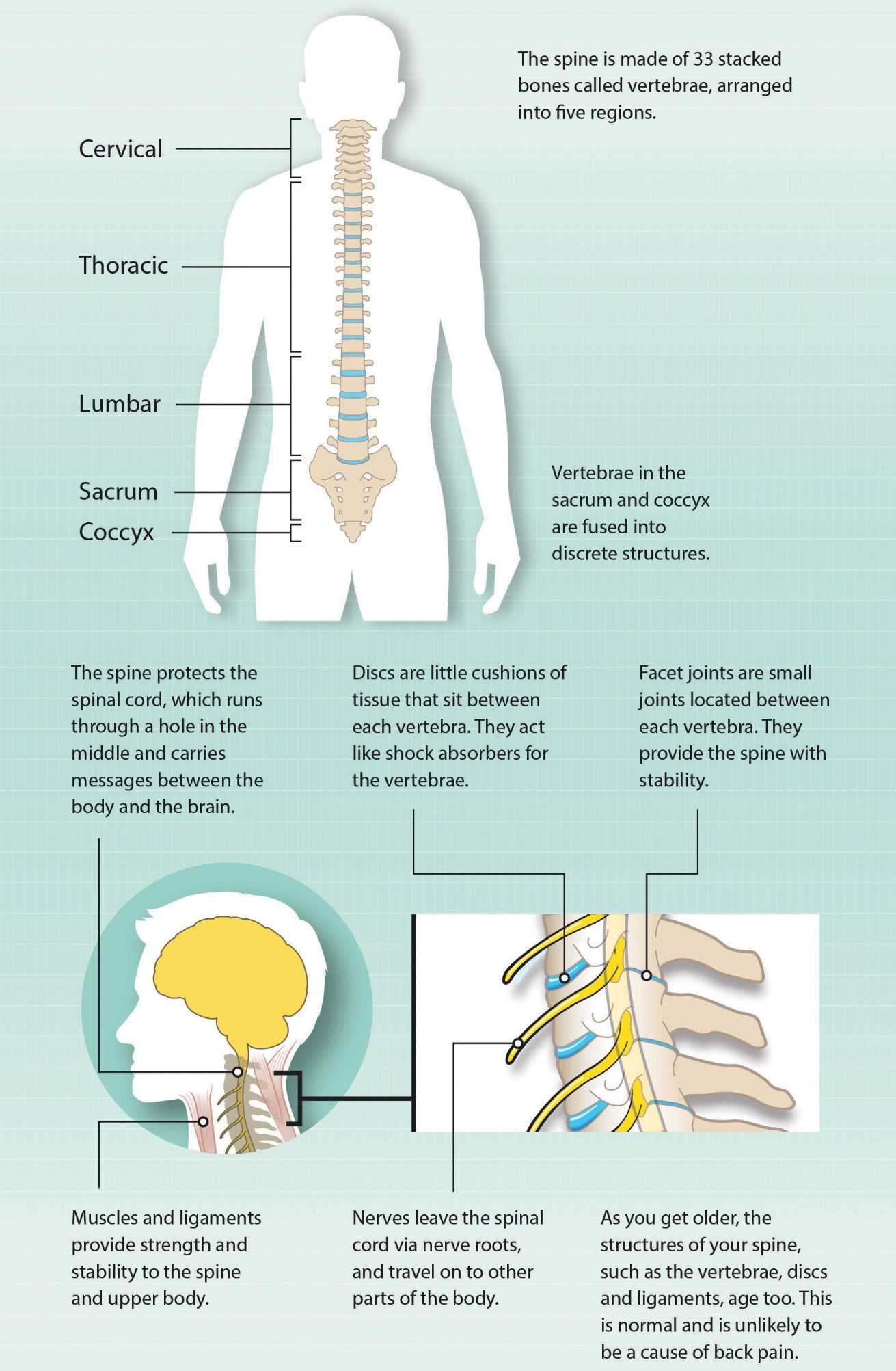 parts of your back diagram