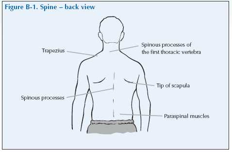 parts of your back diagram