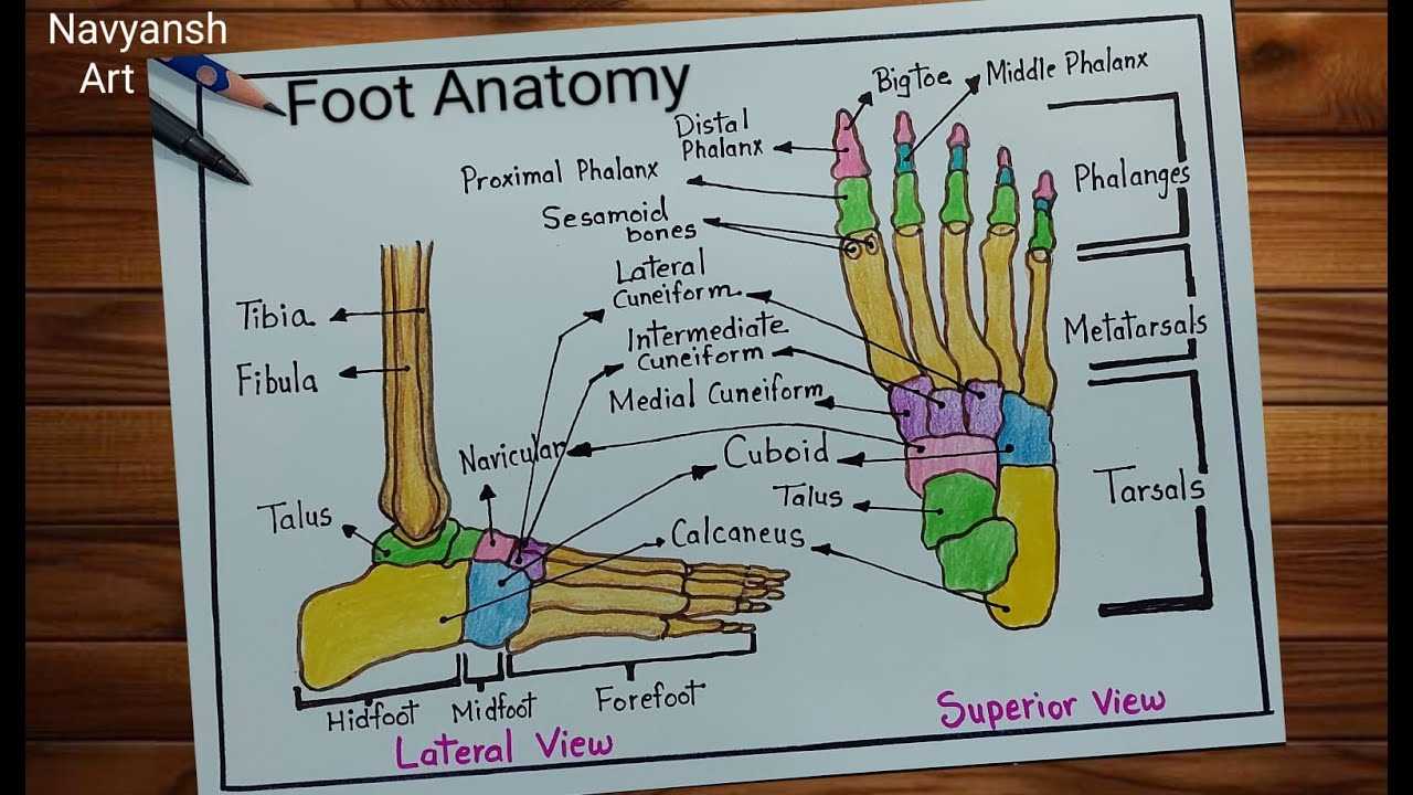 parts of your foot diagram