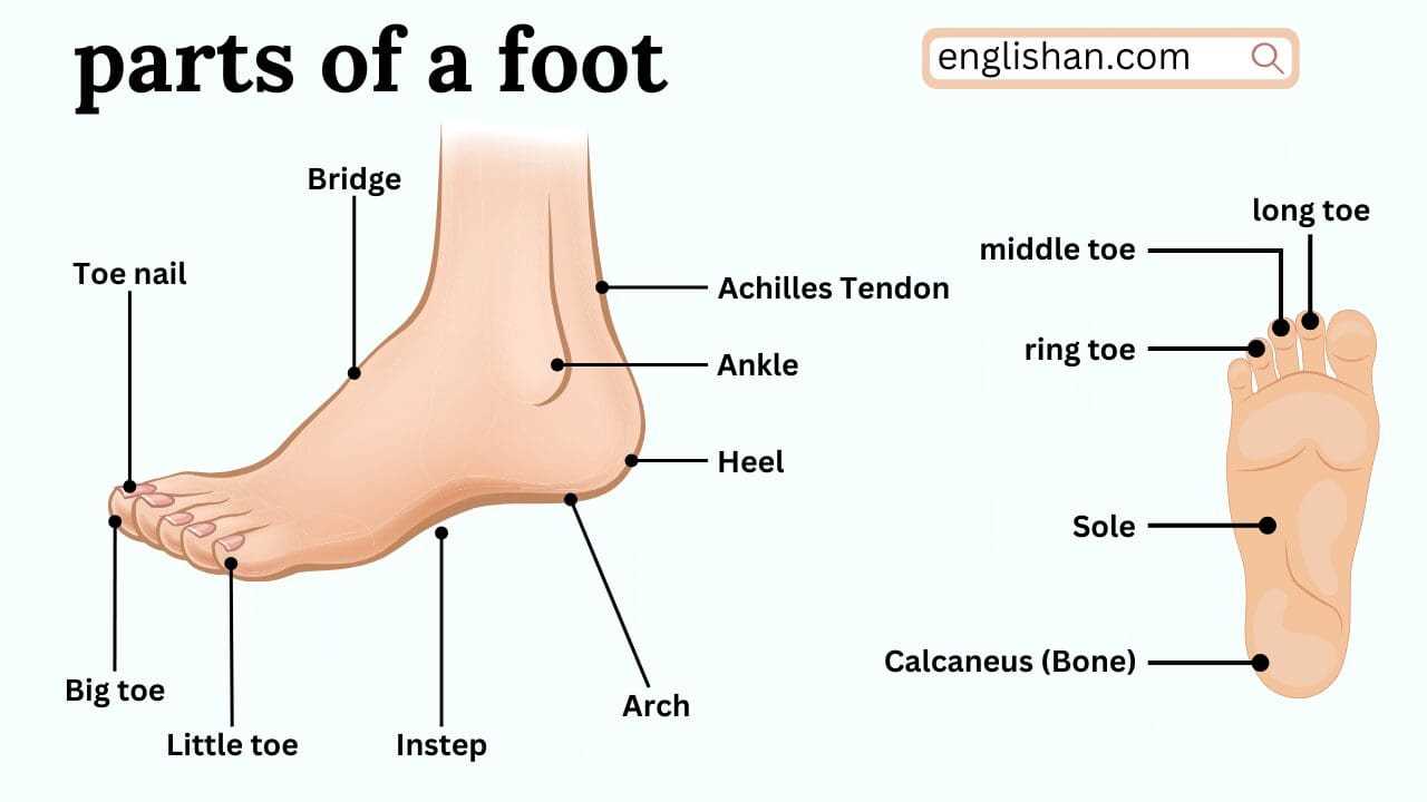 parts of your foot diagram